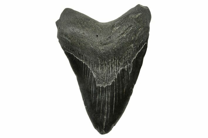 Fossil Megalodon Tooth - South Carolina #383646